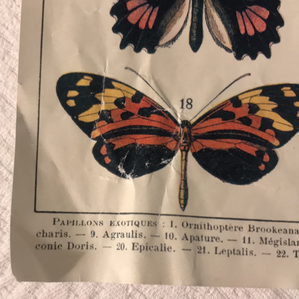 Cavallini & Co Vintage Butterflies Puzzle 1000 Pieces - Picture 13 of 14